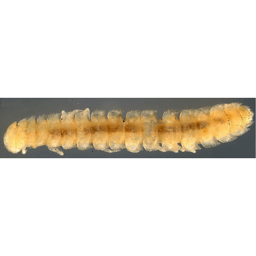 Семейство Opisotretidae фото