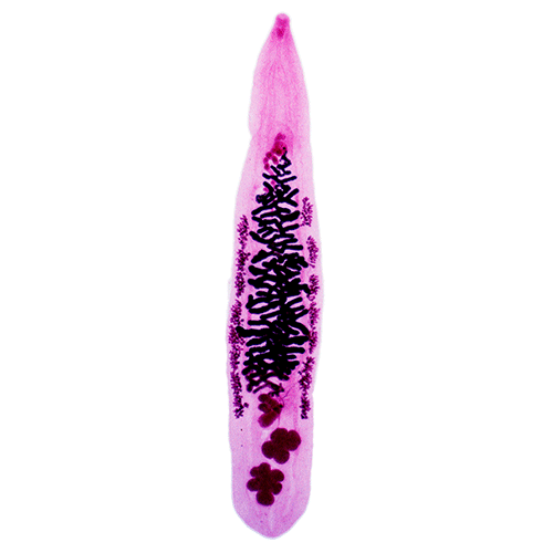 Семейство Opisthorchiidae фото