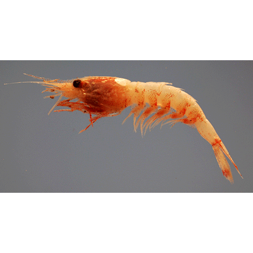 Семейство Oplophoroidea фото