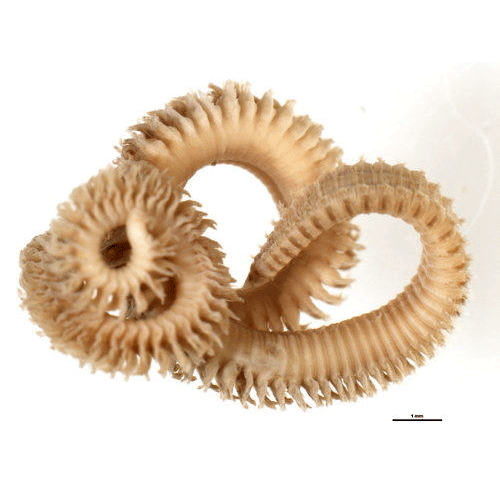 Семейство Orbiniidae фото