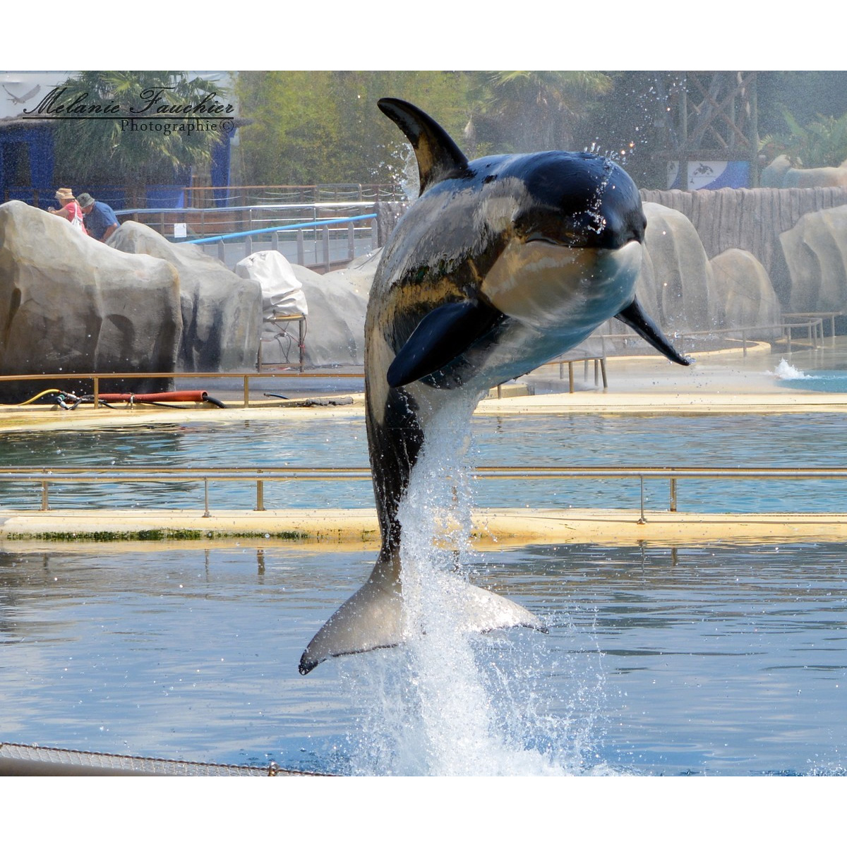 Косатка (Orcinus orca) Фото №5