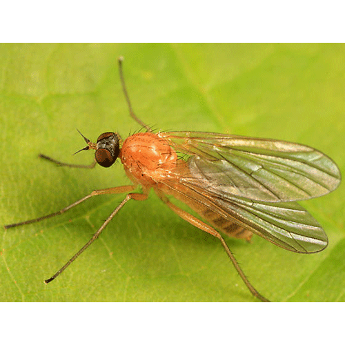 Семейство Oreogetonidae фото