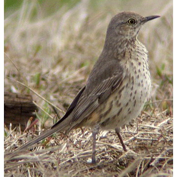 Род Oreoscoptes  фото
