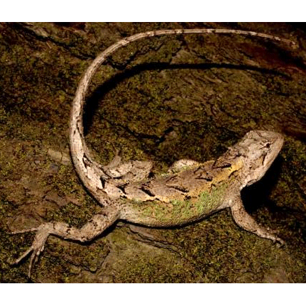  Род Oriotaris  фото