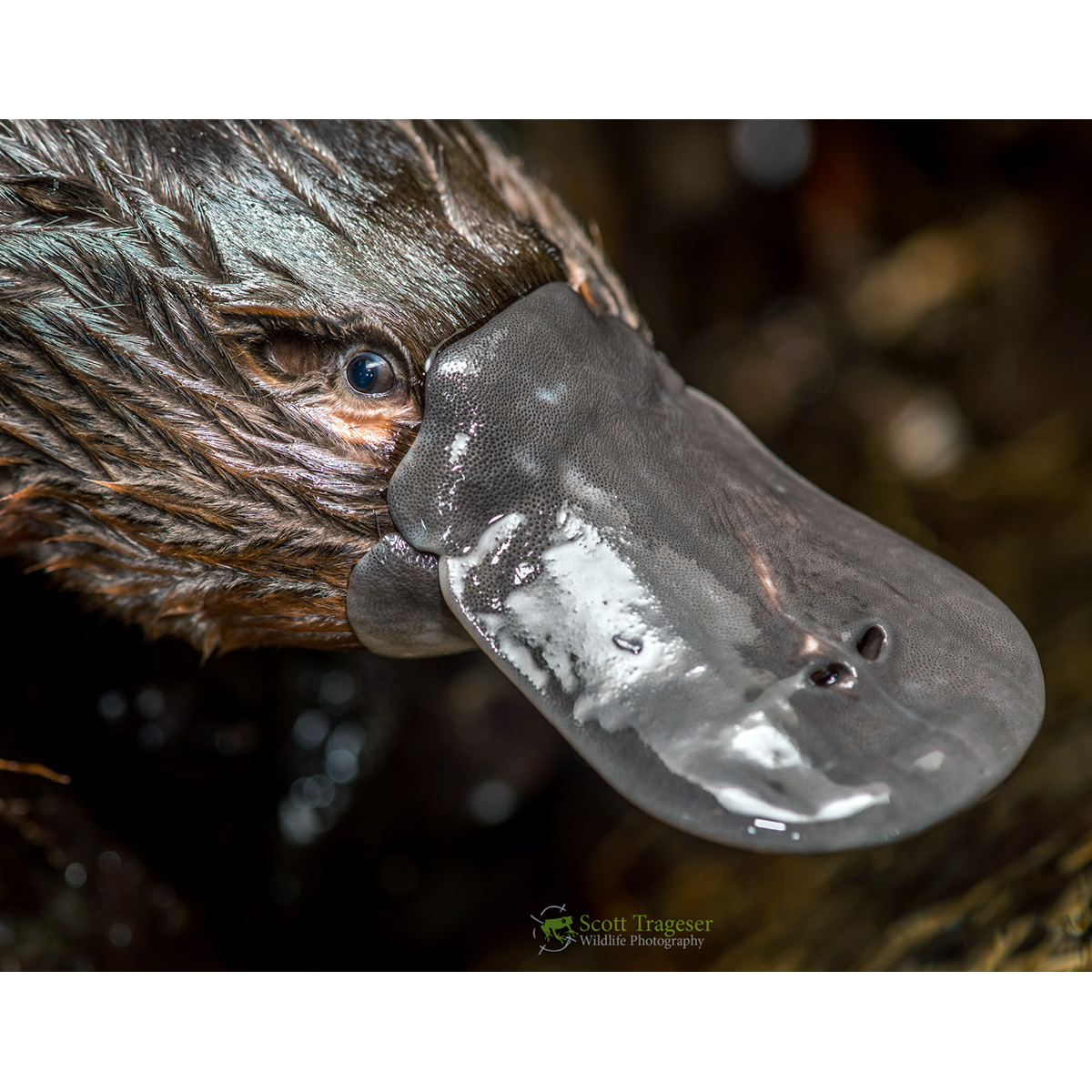 Утконос (Ornithorhynchus anatinus) Фото №10