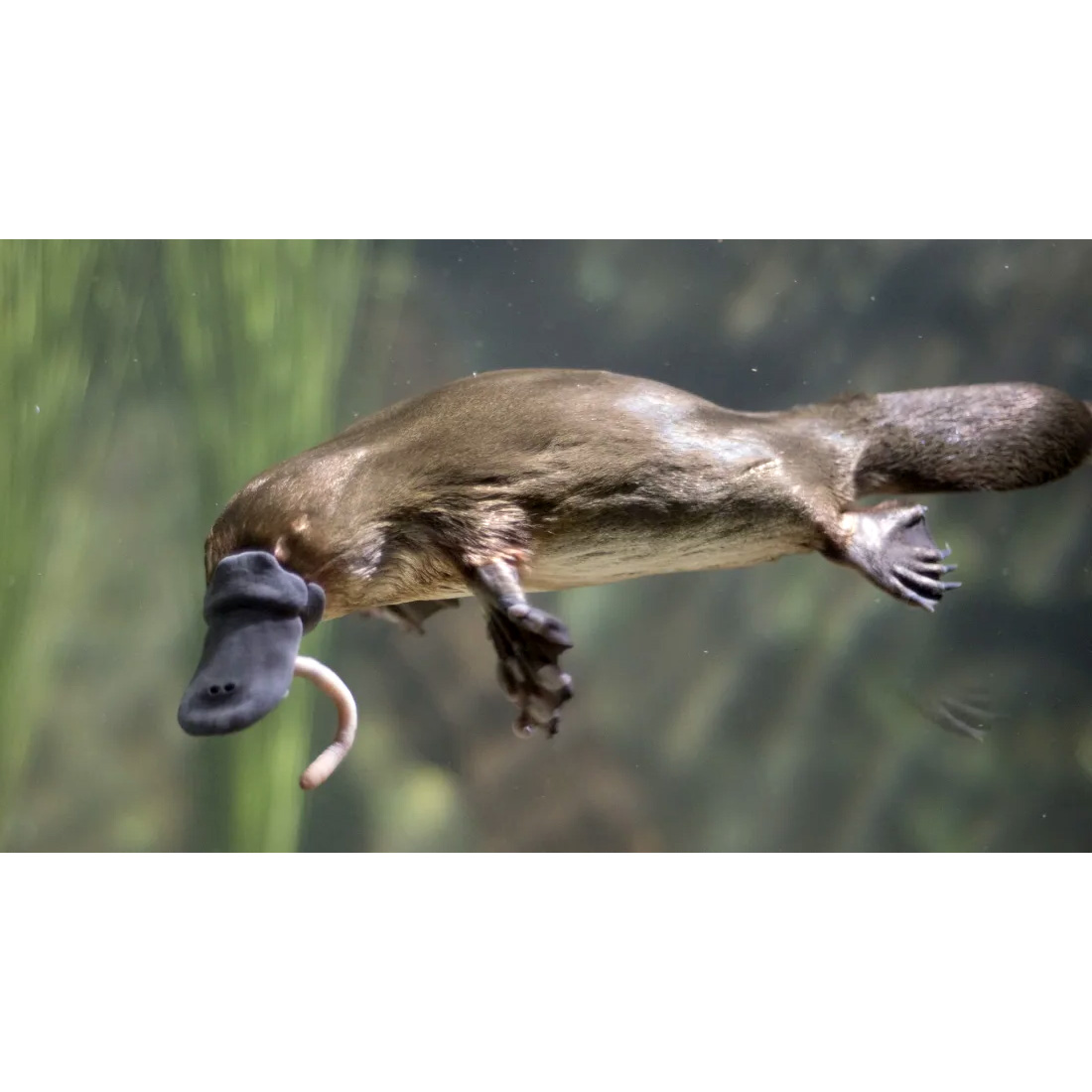 Утконос (Ornithorhynchus anatinus) Фото №2