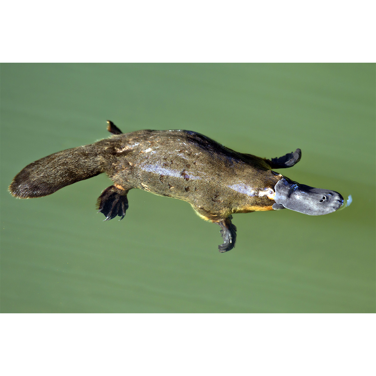 Утконос (Ornithorhynchus anatinus) Фото №3