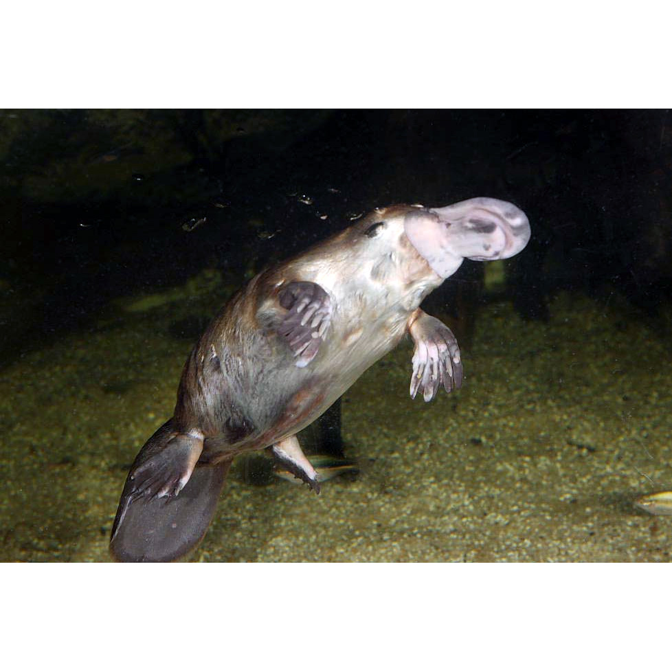 Утконос (Ornithorhynchus anatinus) Фото №5