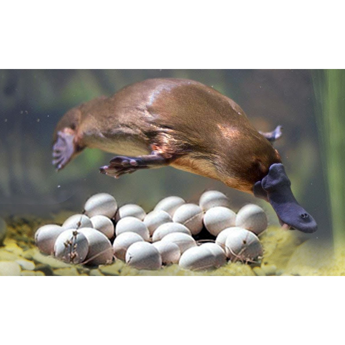 Утконос (Ornithorhynchus anatinus) Фото №7