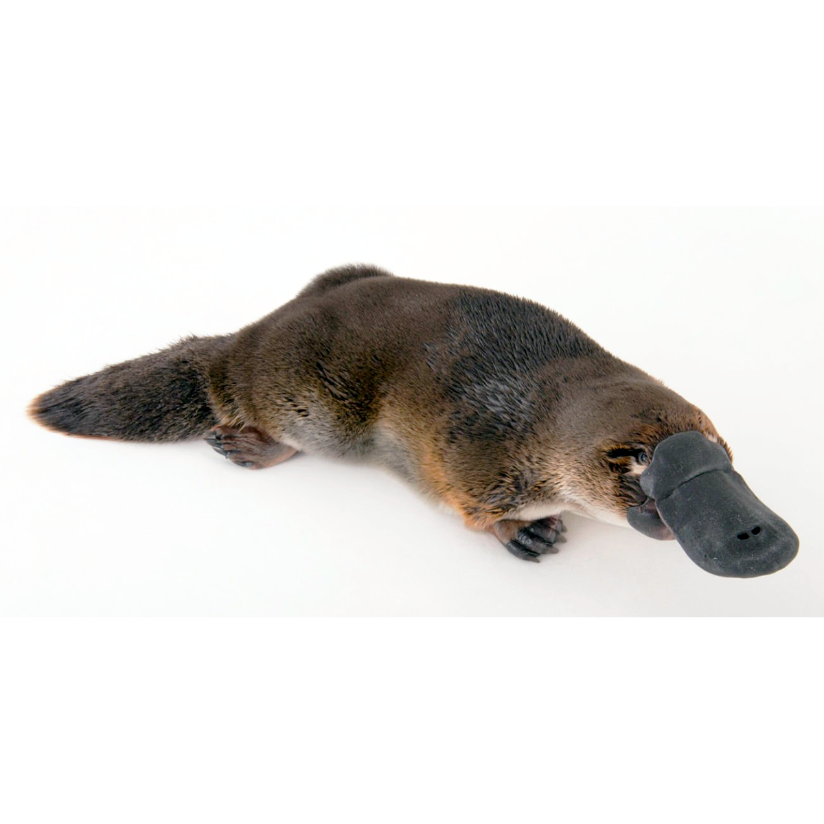 Утконос (Ornithorhynchus anatinus) Фото №1