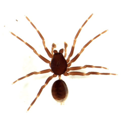 Семейство Orsolobidae фото