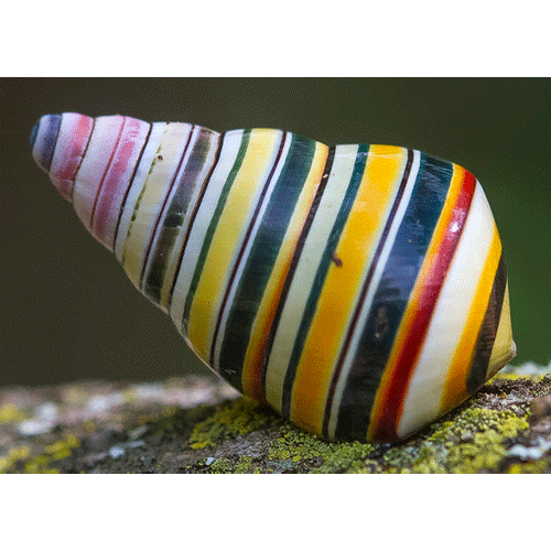 Семейство Orthalicoidea  фото