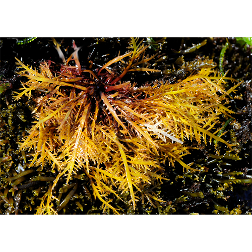 Семейство Orthogonacladiaceae фото