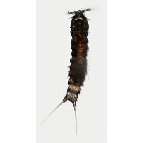 Семейство Orthopsyllidae фото