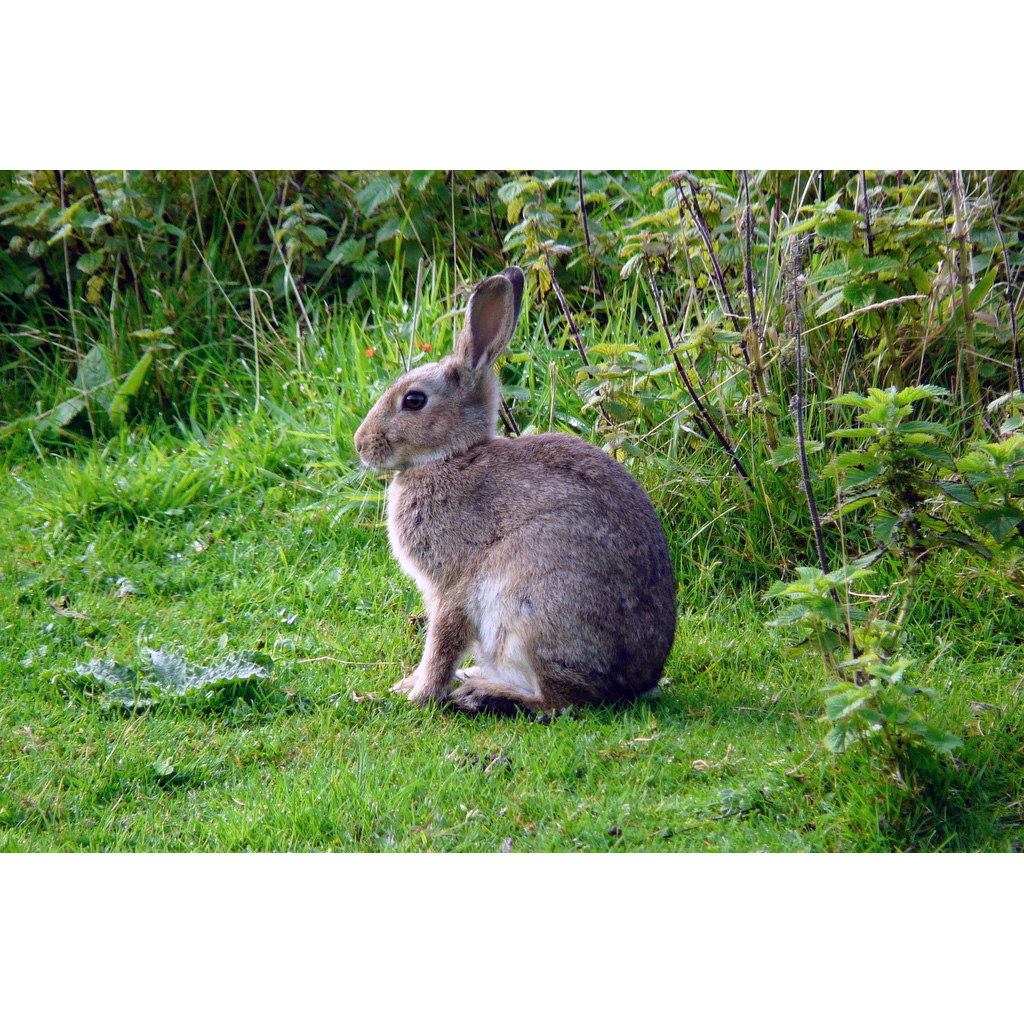Дикий кролик (Oryctolagus cuniculus) Фото №2