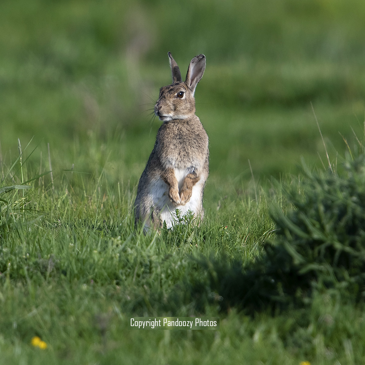 Дикий кролик (Oryctolagus cuniculus) Фото №5