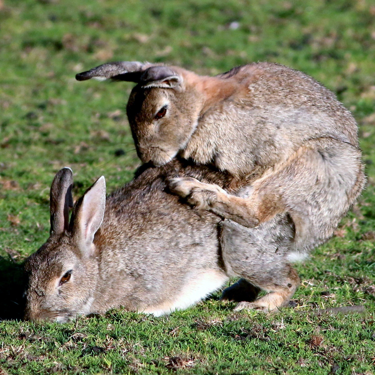 Дикий кролик (Oryctolagus cuniculus) Фото №7