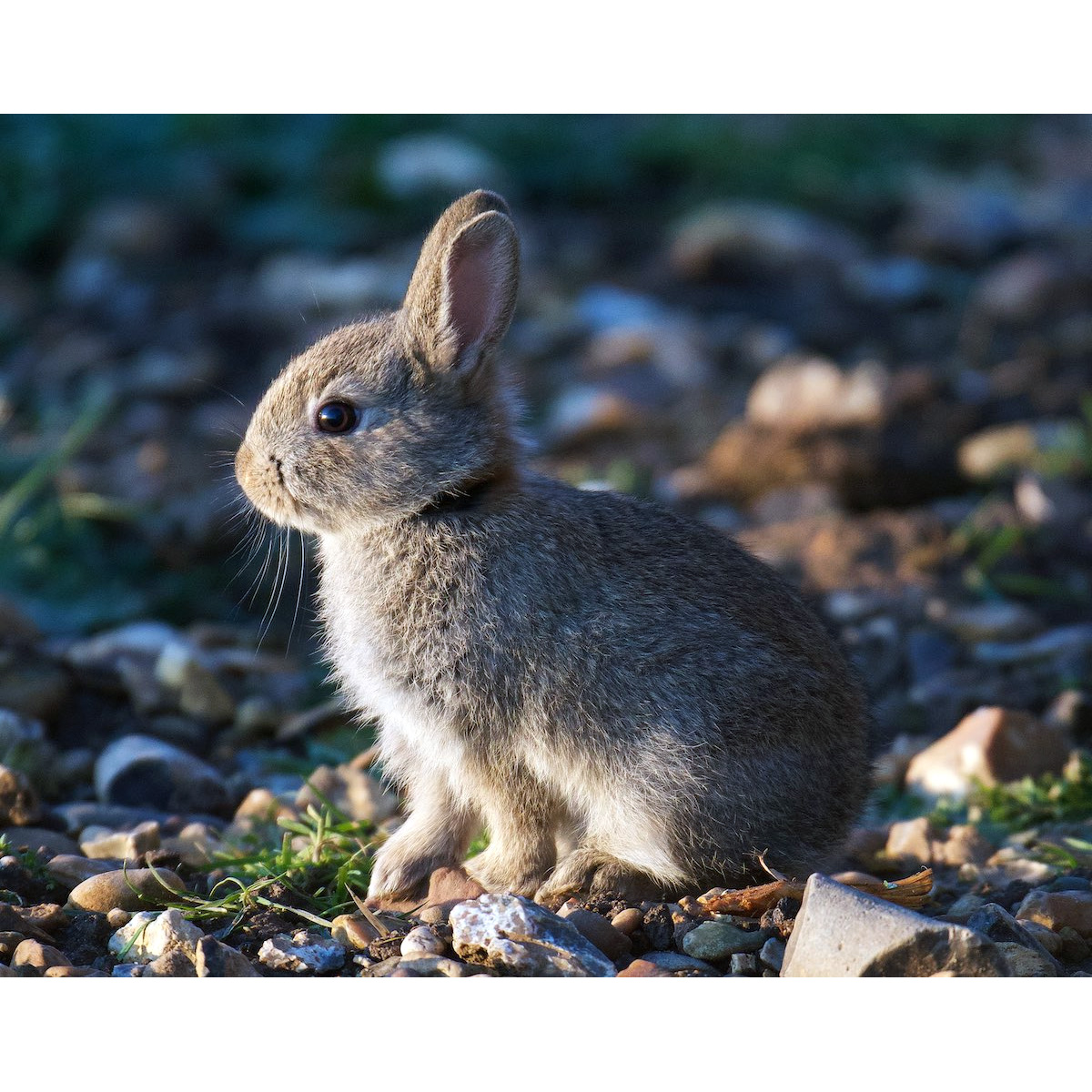 Дикий кролик (Oryctolagus cuniculus) Фото №8