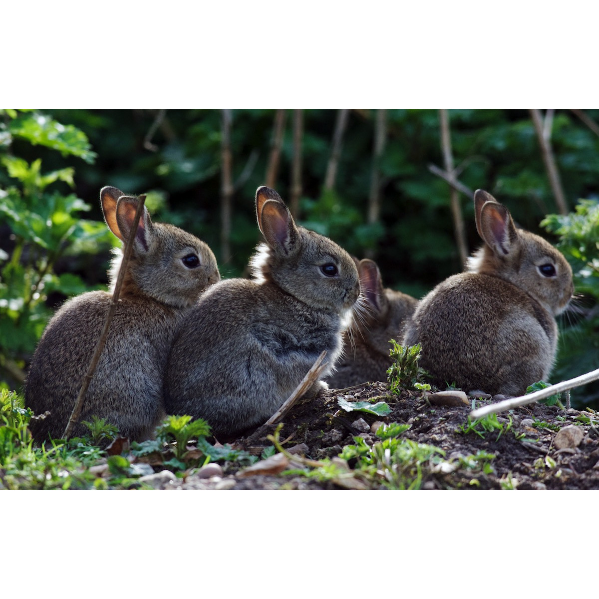 Дикий кролик (Oryctolagus cuniculus) Фото №9