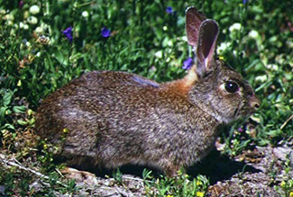 Oryctolagus cuniculus algirus