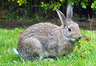 Oryctolagus cuniculus cuniculus