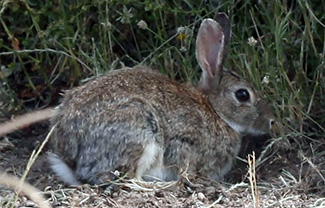 Oryctolagus cuniculus huxleyi