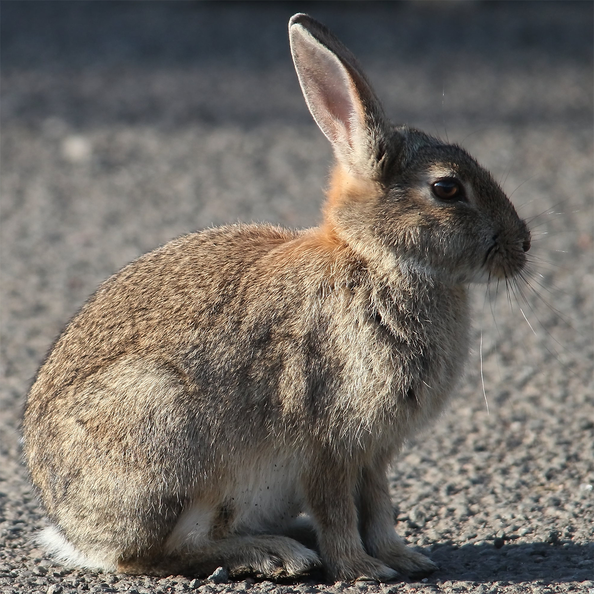 Дикий кролик (Oryctolagus cuniculus) Фото №1