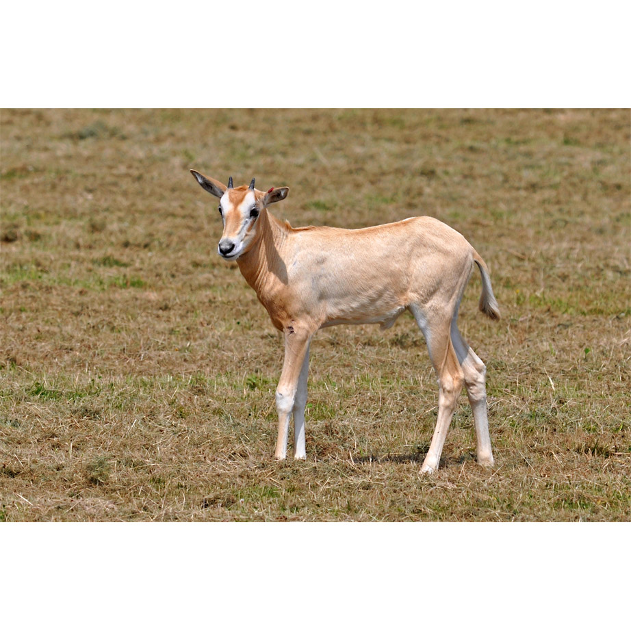 Oryx dammah Фото №10