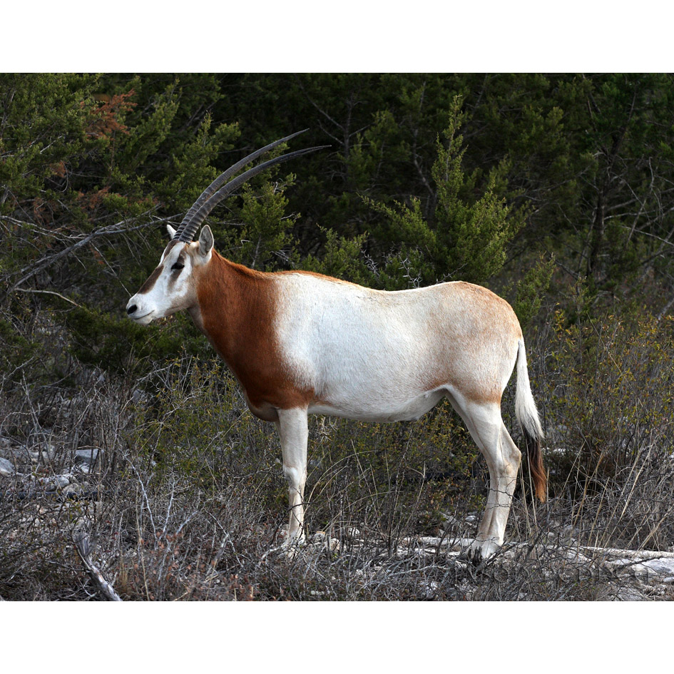 Oryx dammah Фото №4