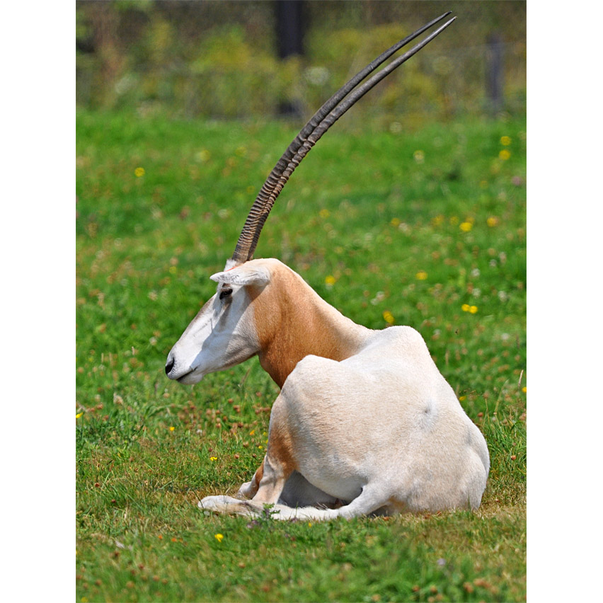 Oryx dammah Фото №7