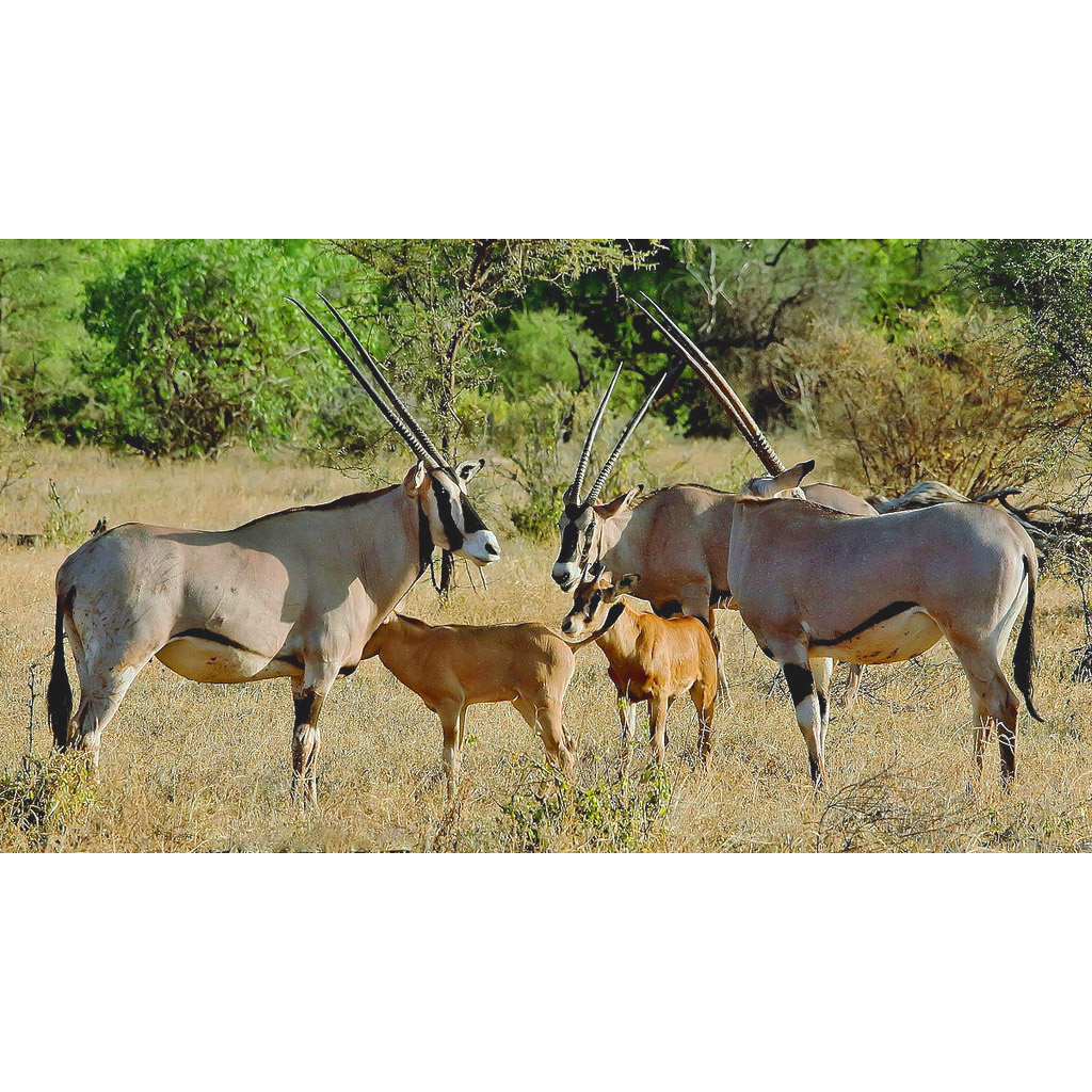 Oryx gazella Фото №8