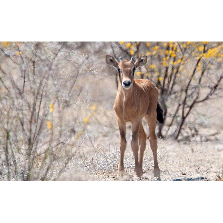 Oryx gazella Фото №9