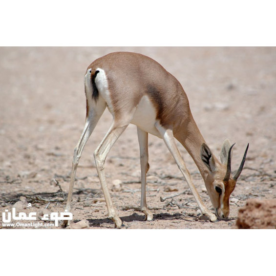 Oryx leucoryx Фото №10