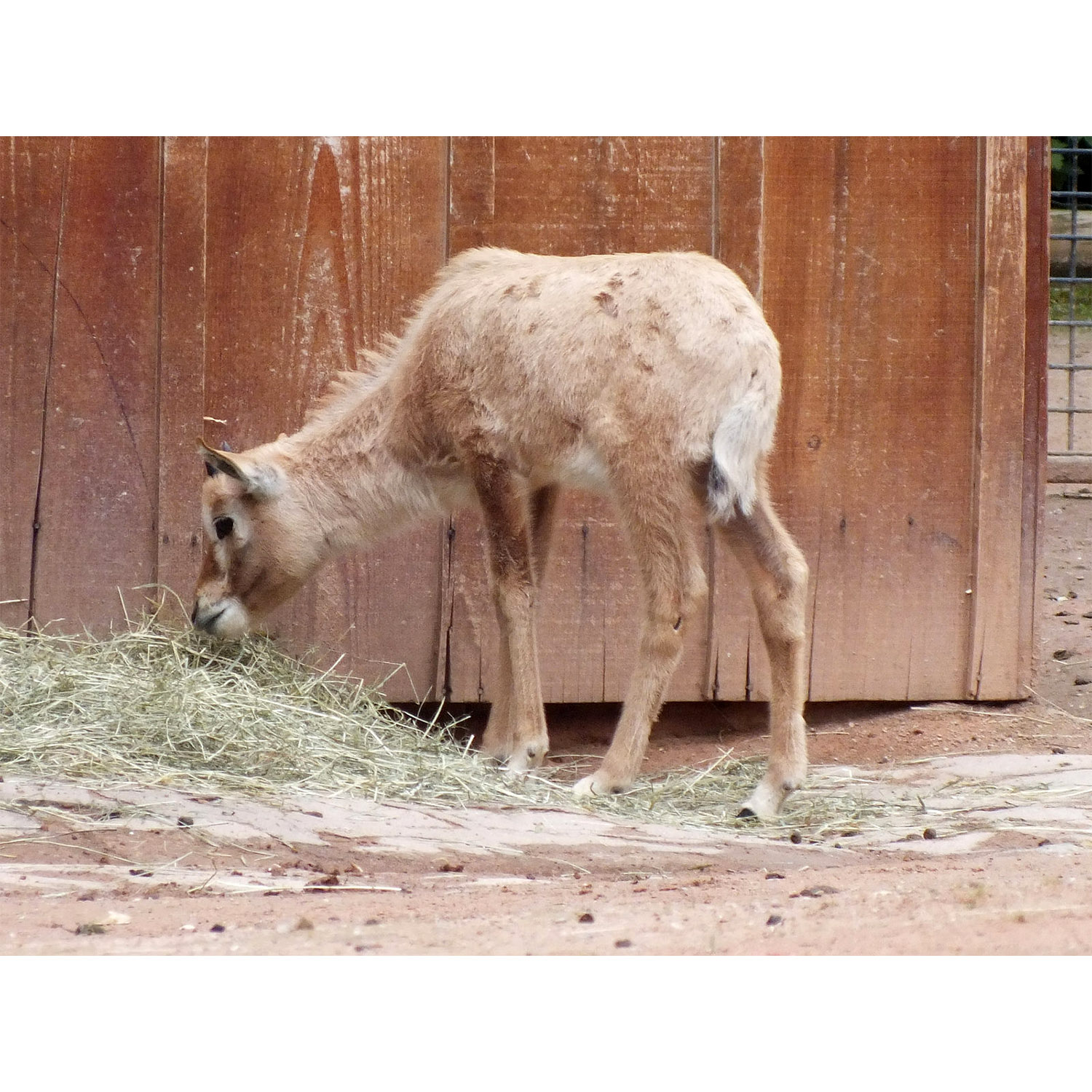 Oryx leucoryx Фото №9