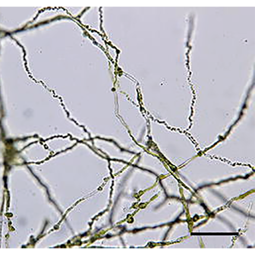 Семейство Ostreobiaceae фото