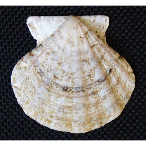 Семейство Ostreoidea  фото