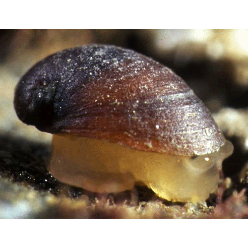 Семейство Otinoidea  фото