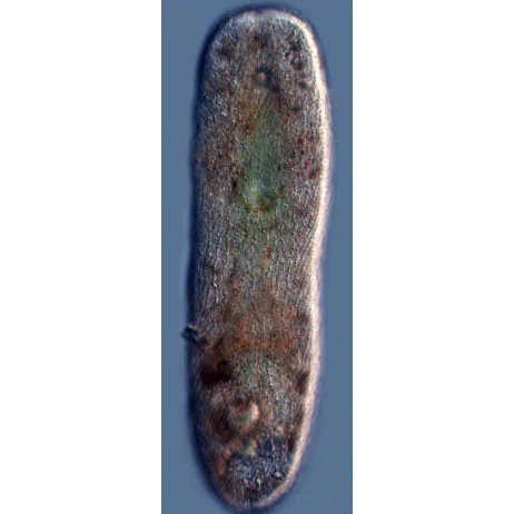 Семейство Otocelididae  фото