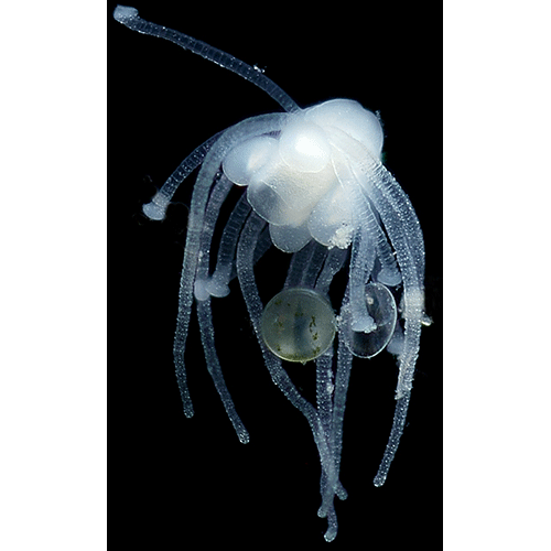 Семейство Otohydridae  фото