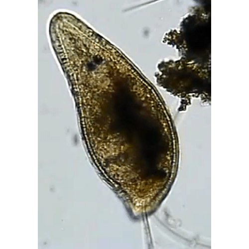 Семейство Otomesostomatidae  фото