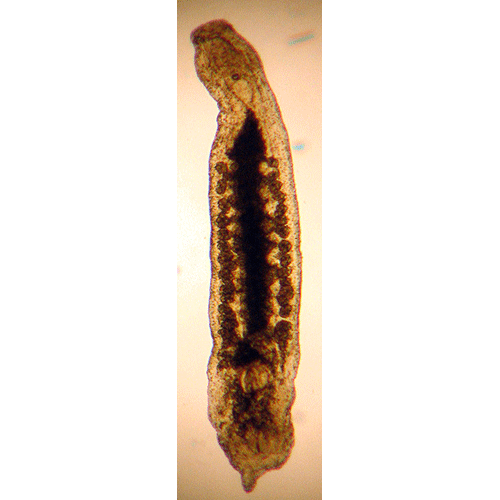 Семейство Otoplanidae  фото