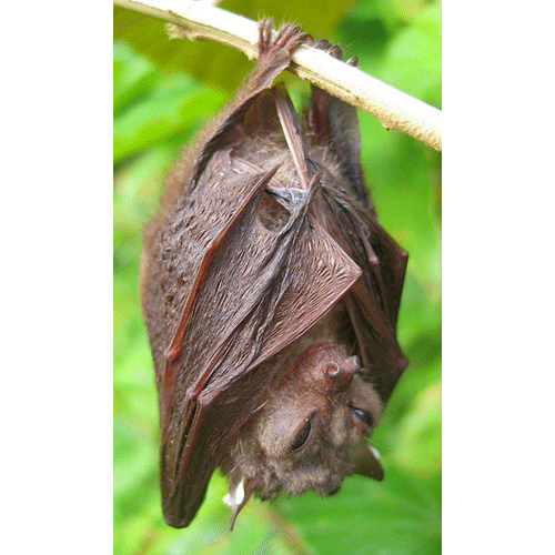 Род Otopteropus  фото