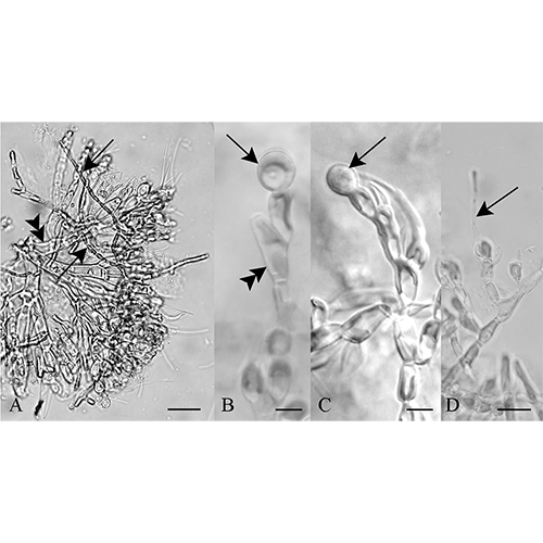 Семейство Ottiaceae фото