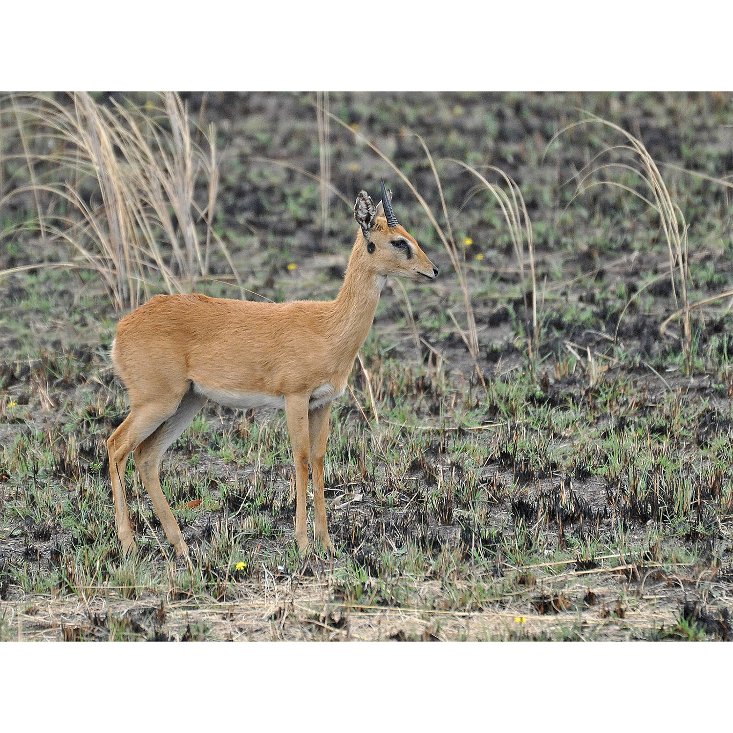 Ourebia ourebi Фото №2