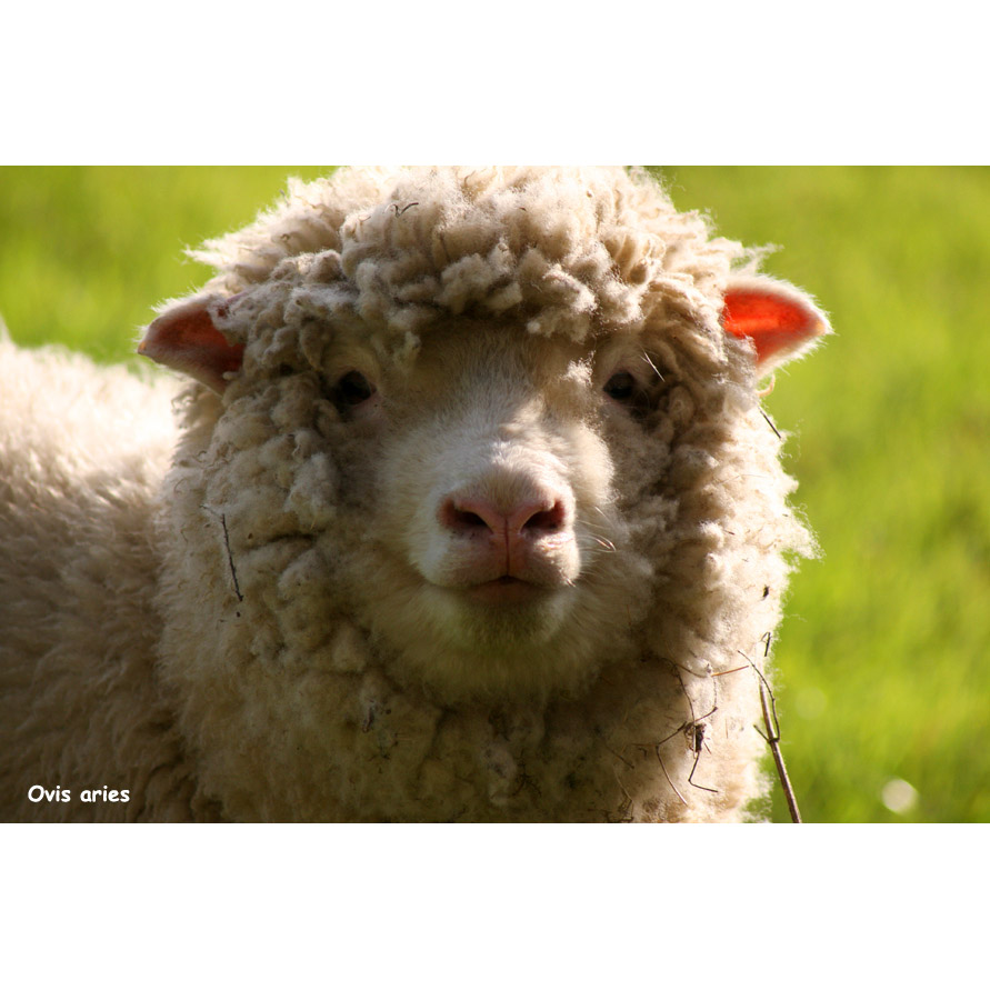 Ovis aries Фото №10