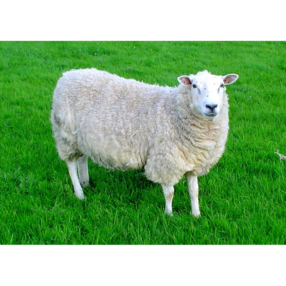 Ovis aries Фото №2