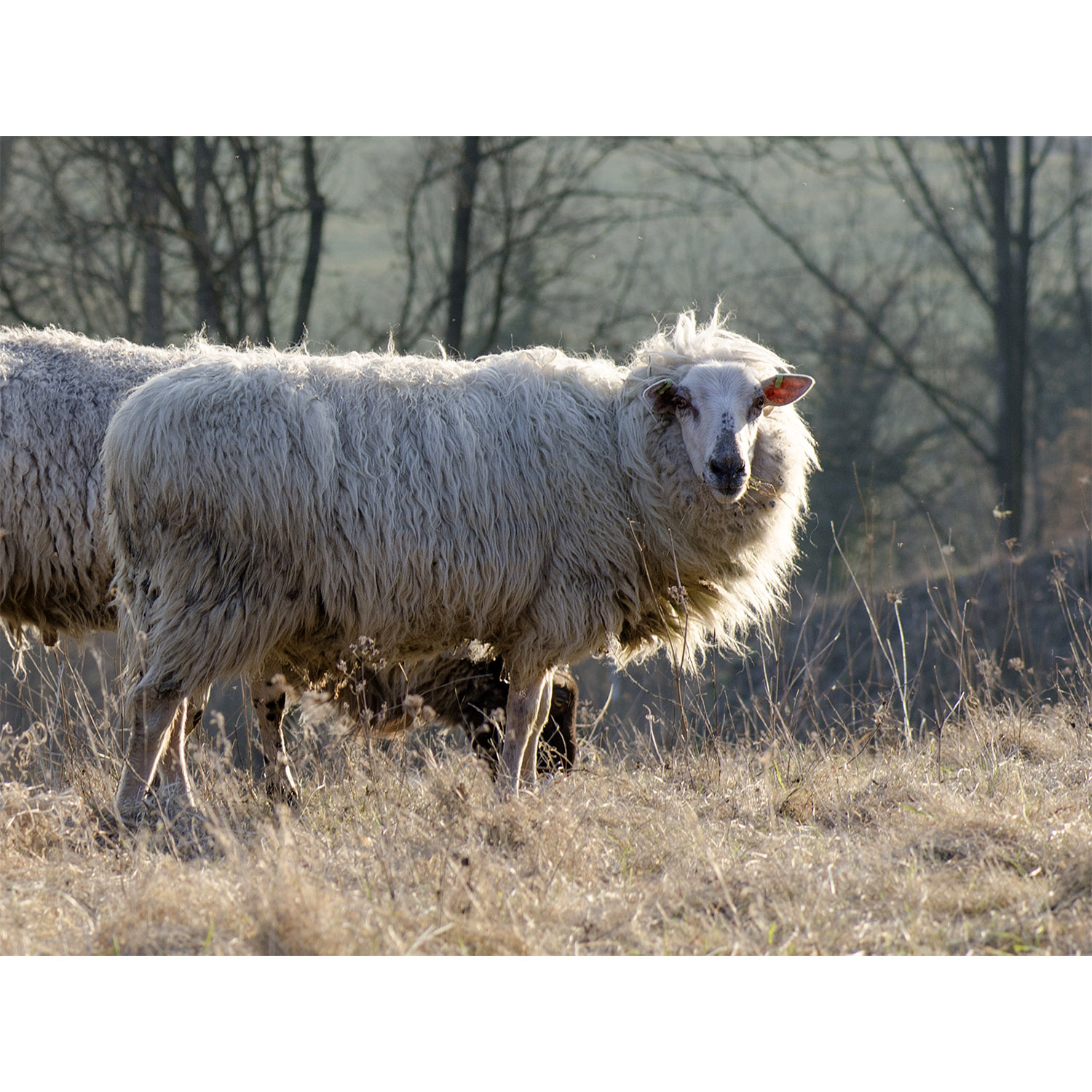 Ovis aries Фото №3