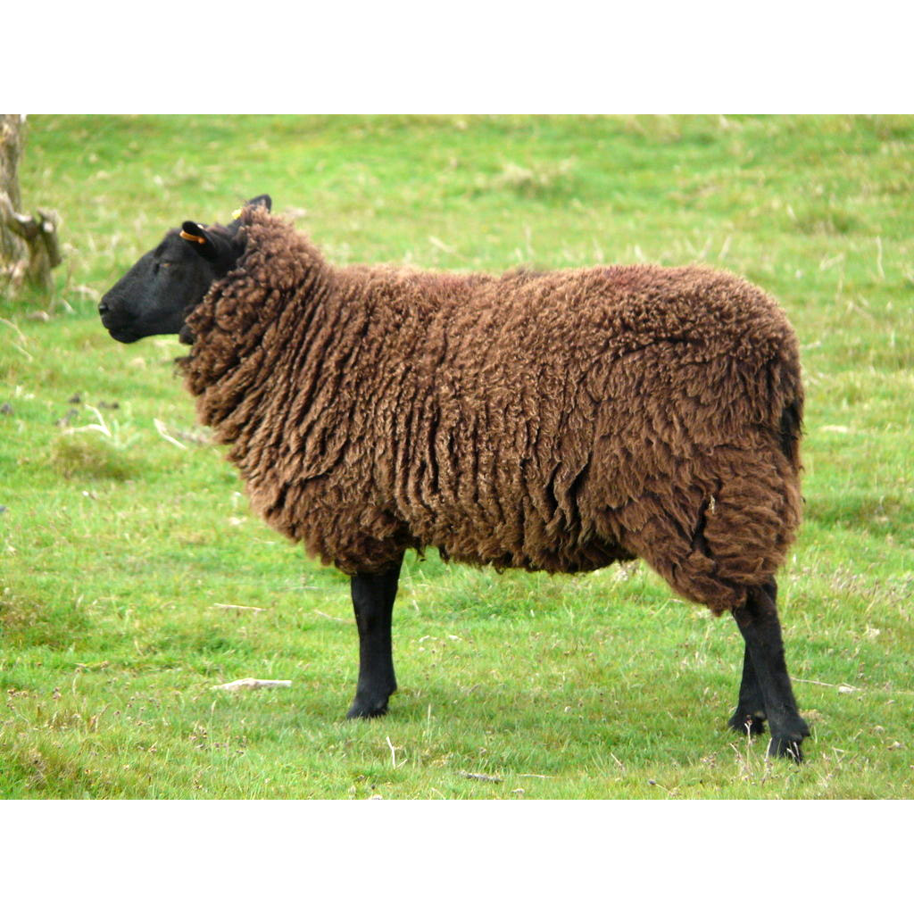 Ovis aries Фото №4
