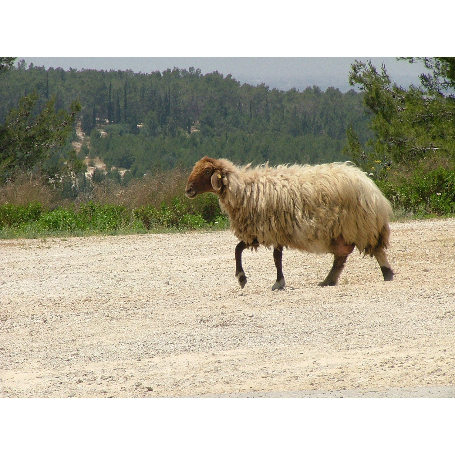 Ovis aries Фото №5