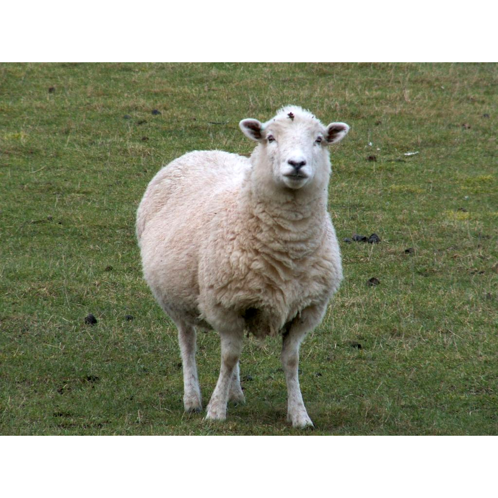 Ovis aries Фото №6